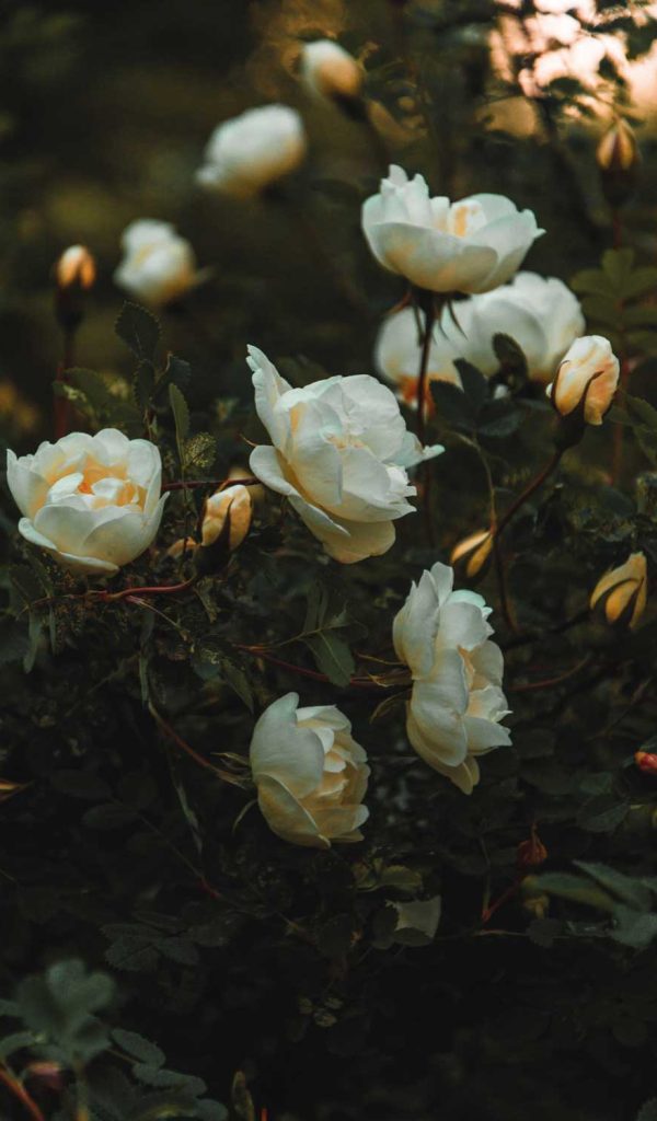 photo-15.jpg